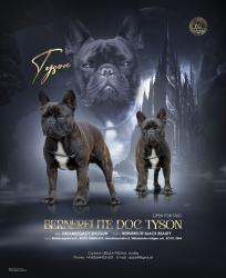 Dog-presentation-1-scaled